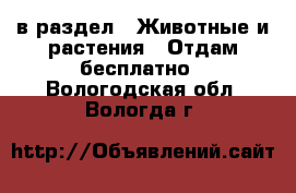  в раздел : Животные и растения » Отдам бесплатно . Вологодская обл.,Вологда г.